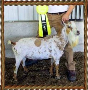 Apache2-248x250_by KristinRB