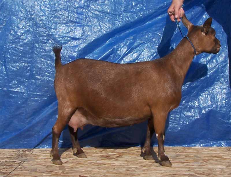 MacDonalds Farm De-Luna AR*D Deluna_Side_8252012_800x6001