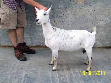 Roxi1a_8182011_4x6 Hawk Meadows HH Northern Roxi AR *D