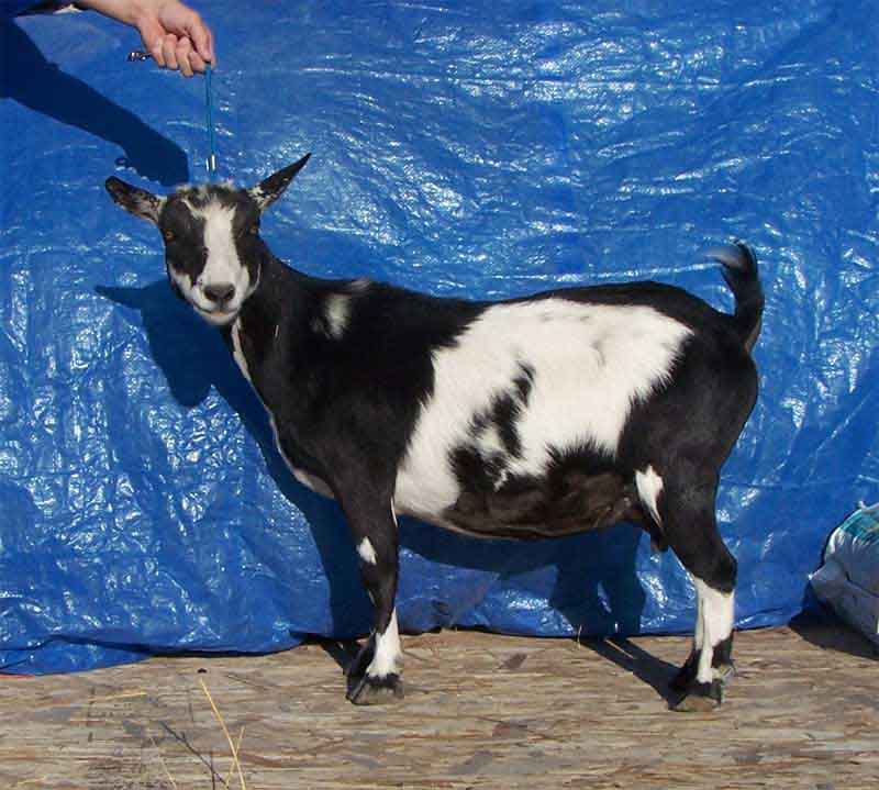 Captain_Side_09122012_800x700 Northern Dawn Captain BIrdee