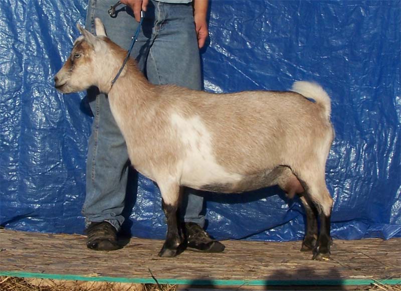 Shadow_SideC_8312012_800x600 Hawk Meadows HH Blue Shadow AR *D/*DD/DLT