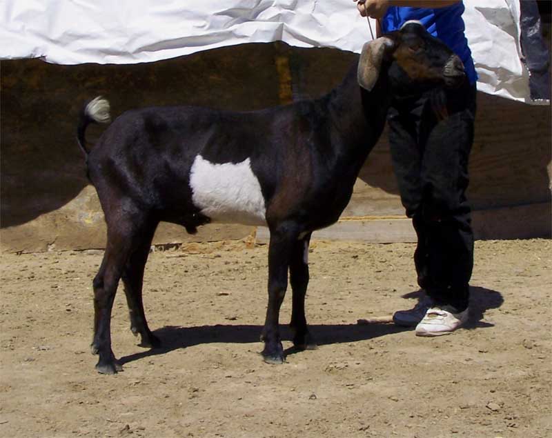 Archie_side2_06152013_800x600 Echo Hill's SG Archie