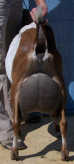 Lizzy_Back1_Summer2012 Echo Hills Elizabeth Swan