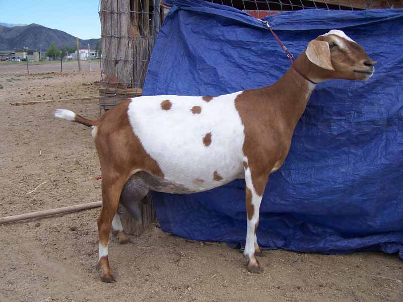 Lizzy_Side_06202013_800x600