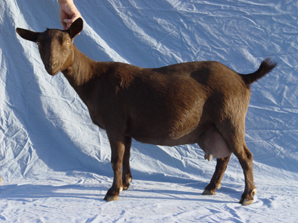 Cocoa1_4x6 MacDonalds Farm Cocoa AR *D