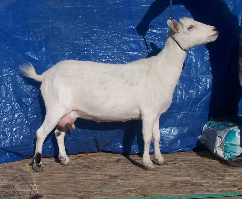 Flutter_SideC_09122012_800x600 Hawk Meadows Flutter By AR *D/*DD/DLT