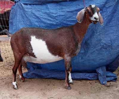 100_7606R_slider Rocking Goat Tasha