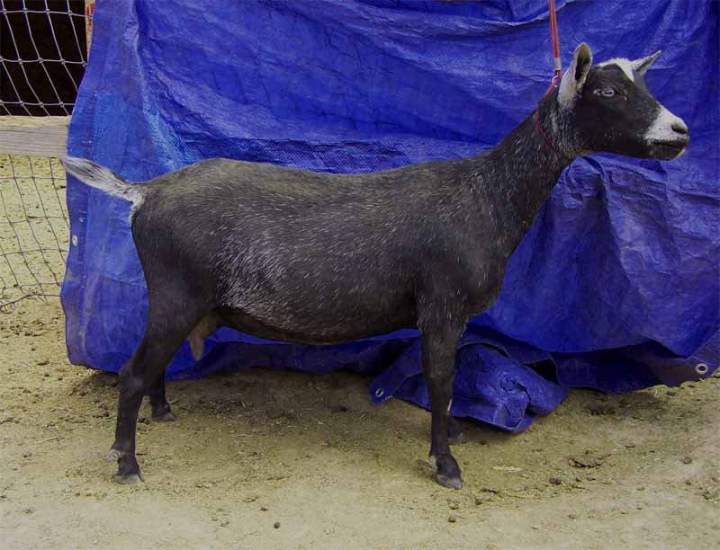 Northern Dawn Blue Heaven AR*D Heaven_Side2_06212013_800x600